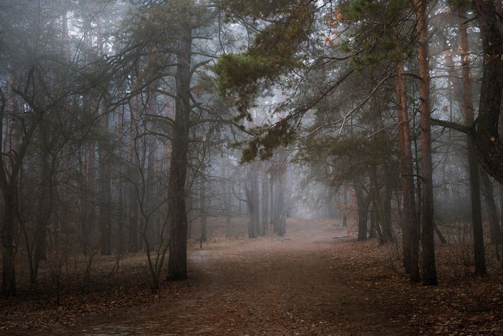 Когда в лесу ноябрь холодный