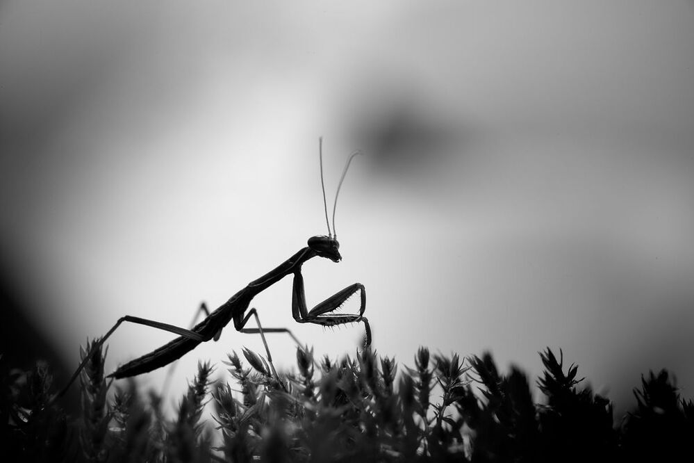 Photo 2059629