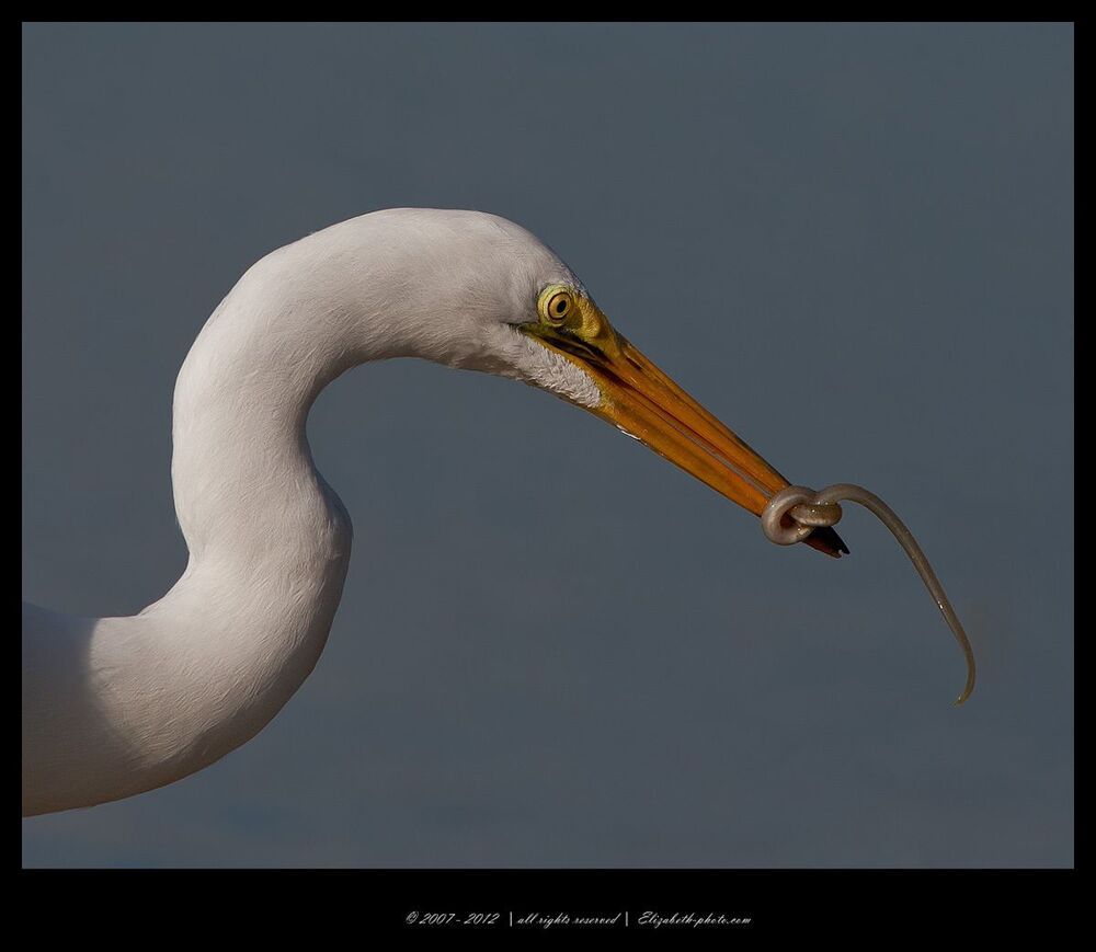 Great Egret with Eel