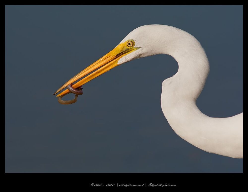 Great Egret with Eel