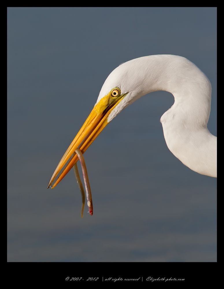 Great Egret with Eel