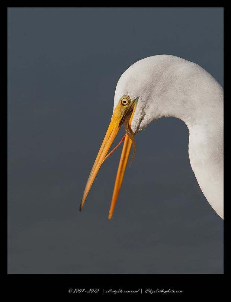 Great Egret enjoying an eel for breakfast