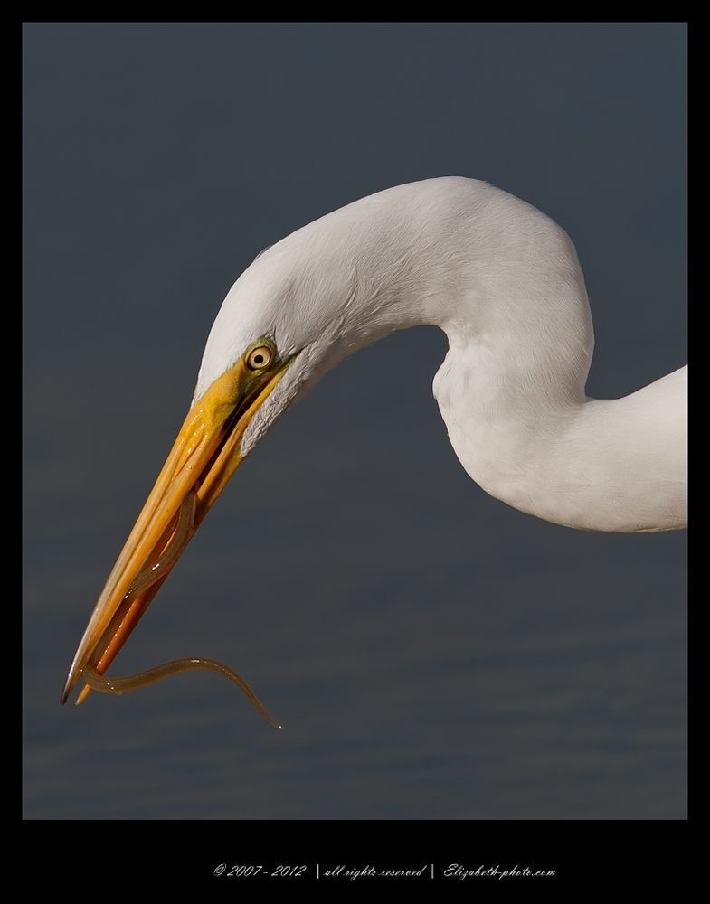 Great Egret with Eel