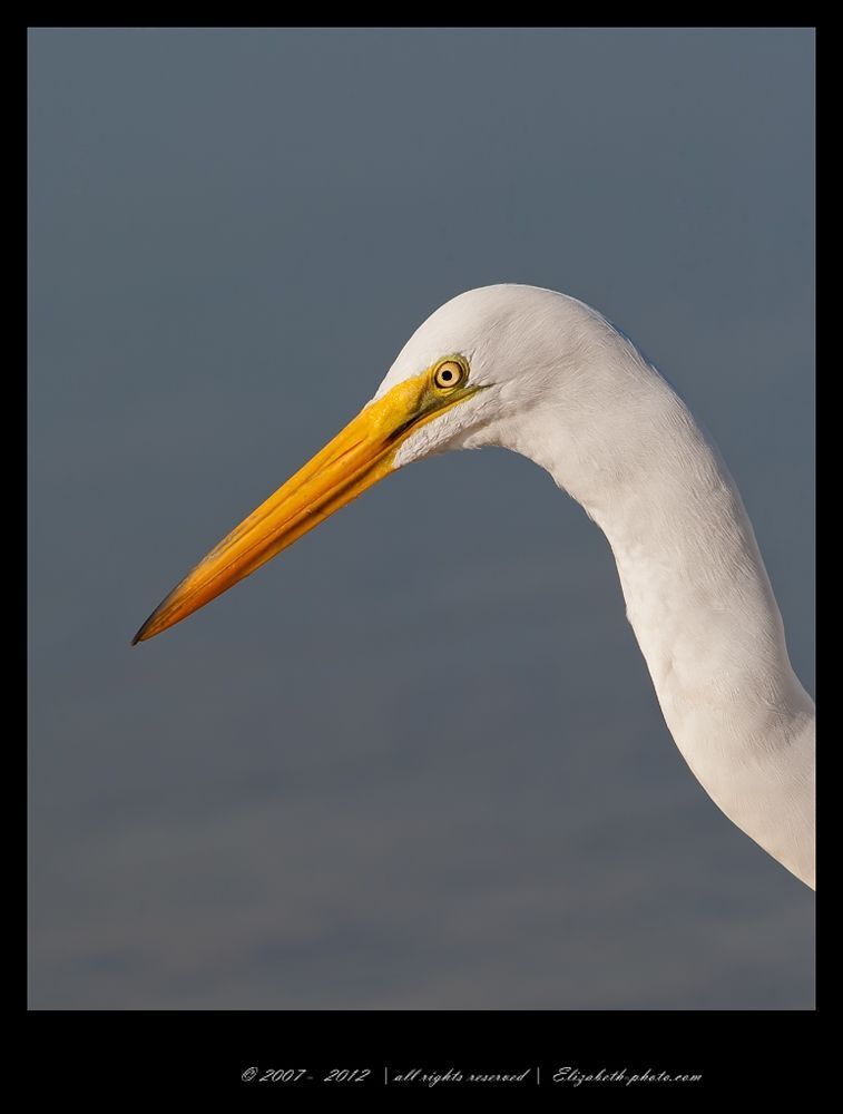 Great Egret with Eel