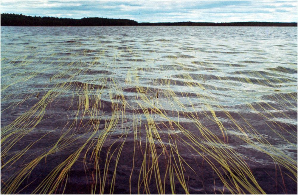 Плёночные воспоминания. Чирка-Кемь, 2001.