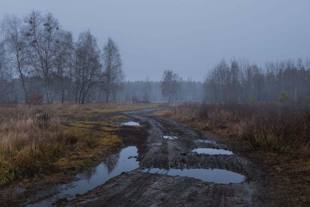 Сырой декабрь бродит по лугам