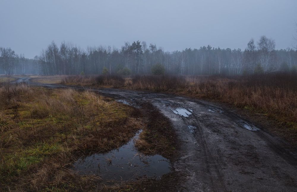 Сырой декабрь бродит по лугам