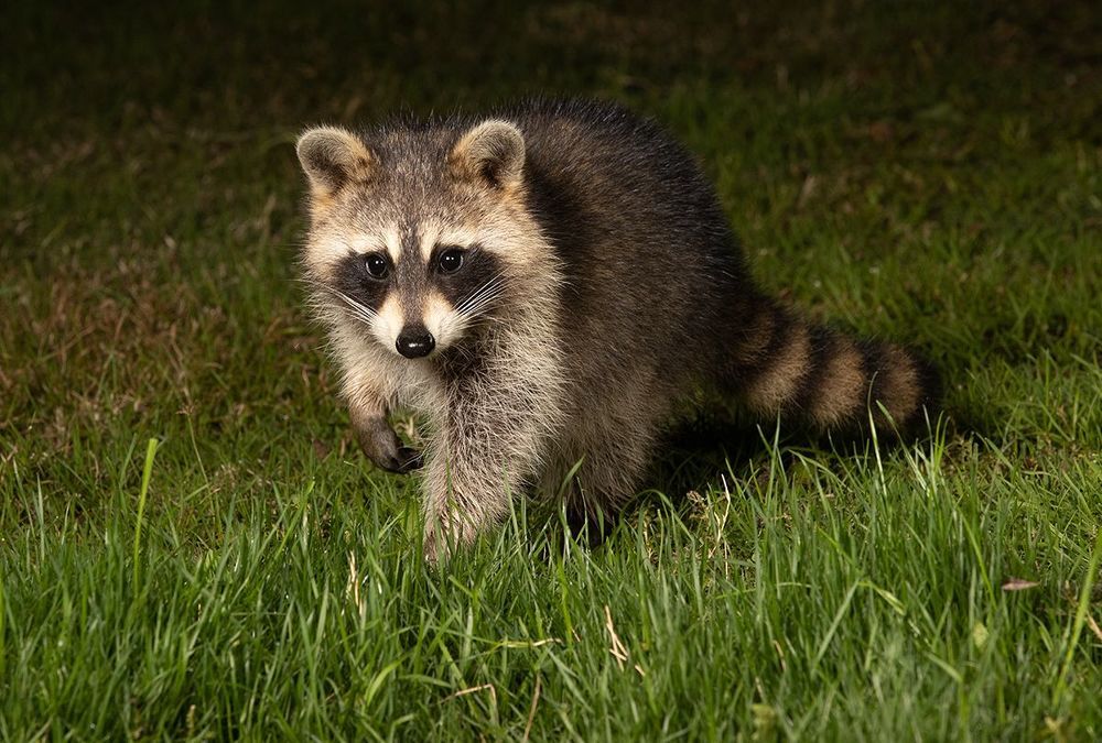 Raccoon Family - Семейство Енотов