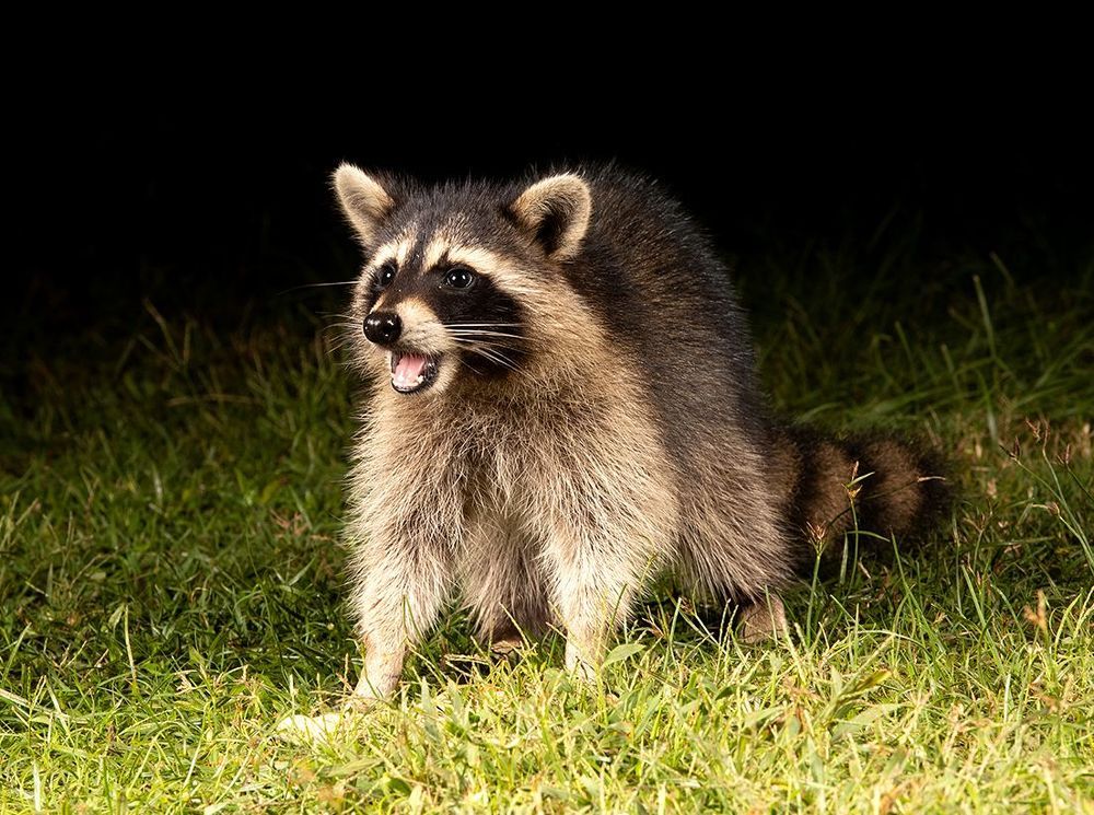Raccoon Family - Семейство Енотов