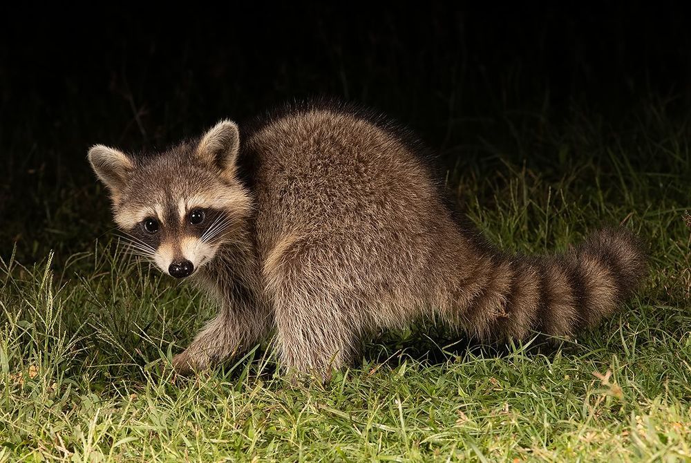 Raccoon Family - Семейство Енотов