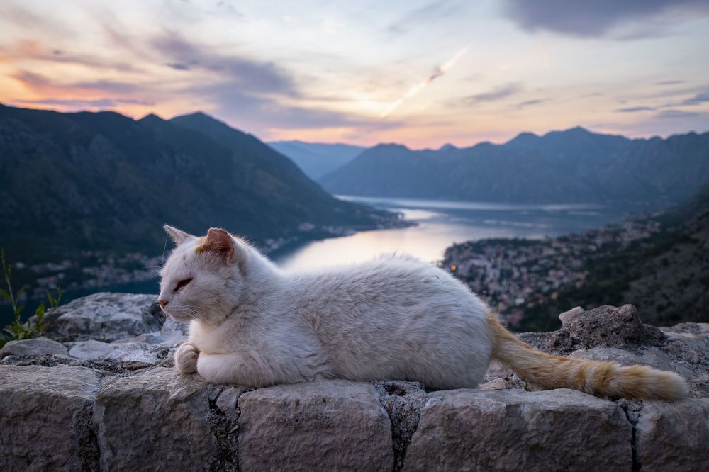 Которские коты