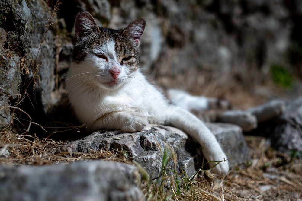 Которские коты