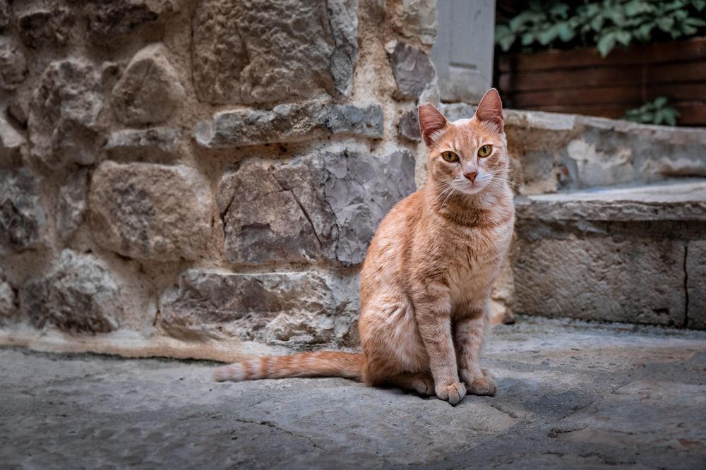 Которские коты