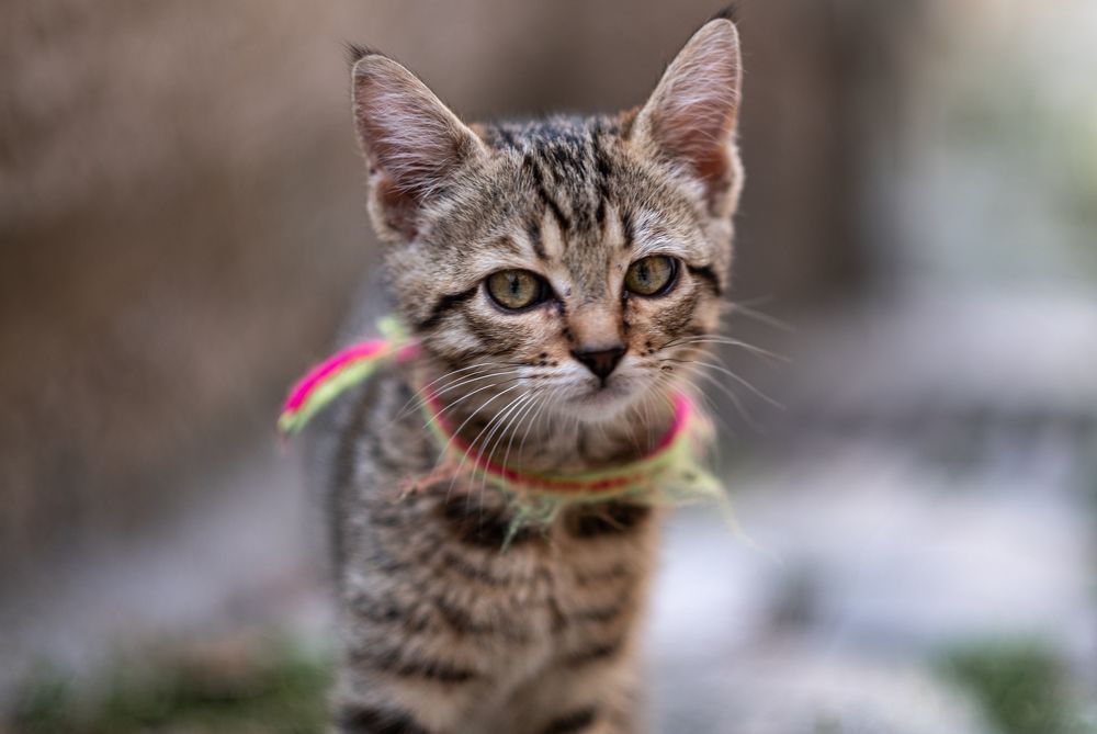 Которские коты