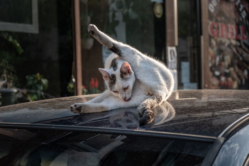 Которские коты