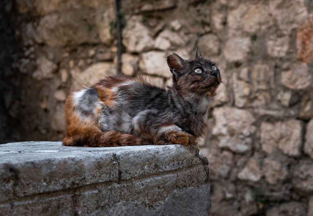 Которские коты