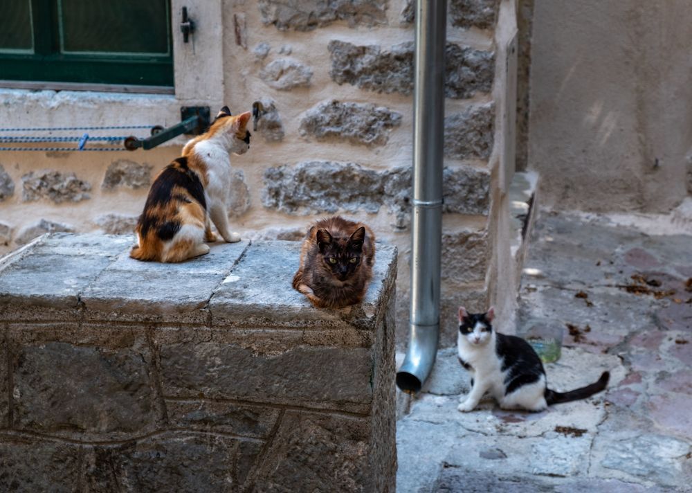 Которские коты