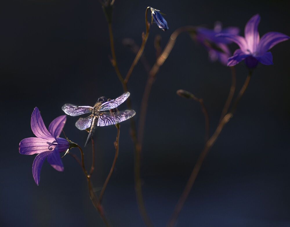 Photo 2064161