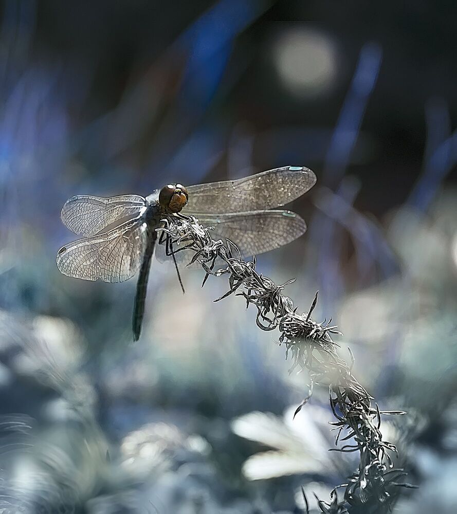 Photo 2064166