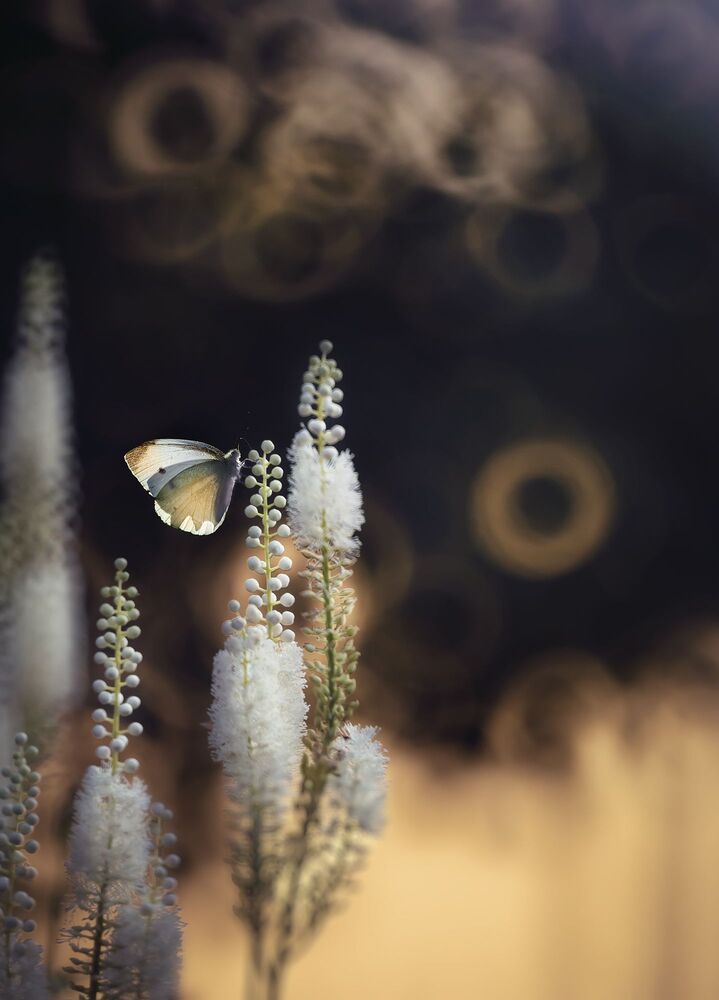 Photo 2064168