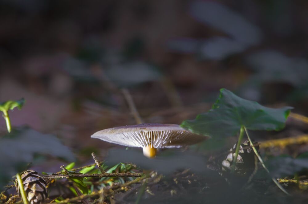 Day Before Yesterday in the Forest.