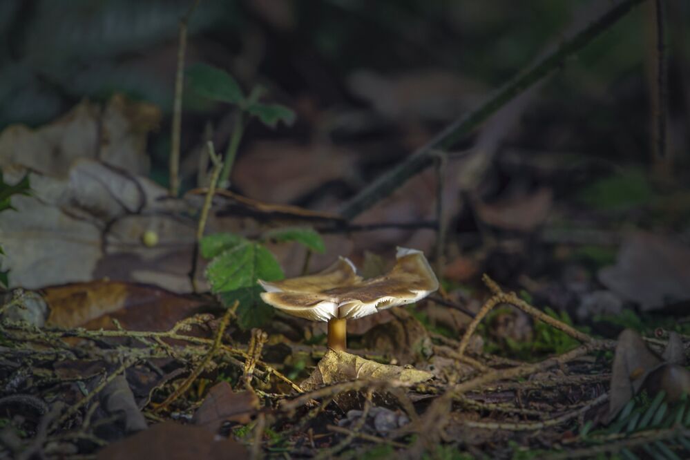 Day Before Yesterday in the Forest.