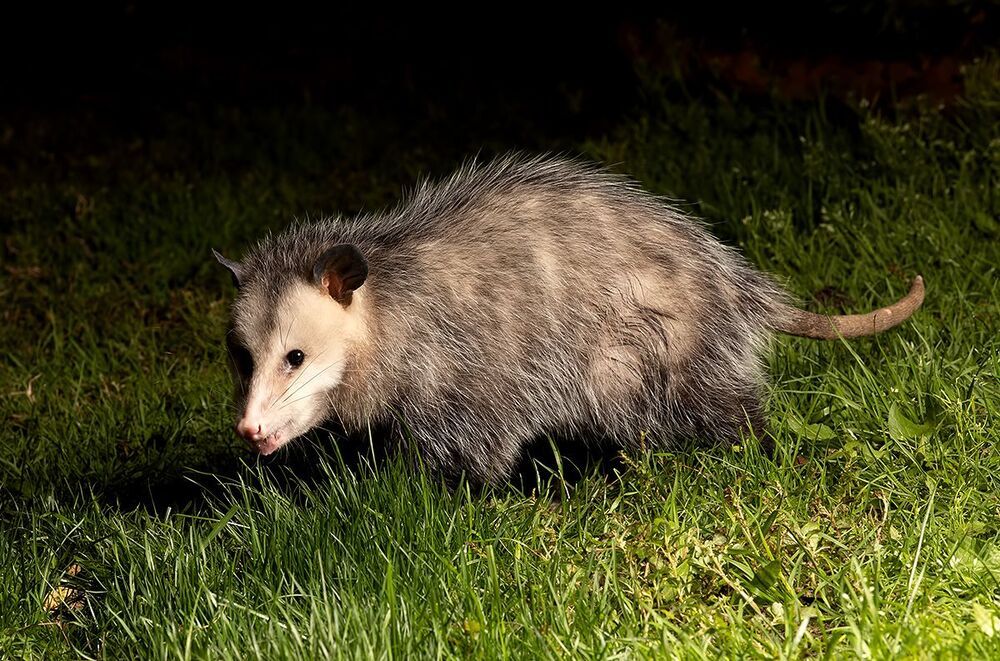Опосcум - Opossum