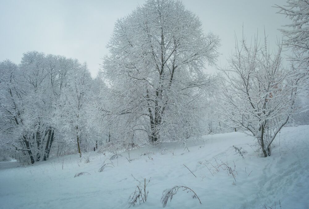 Белая зима