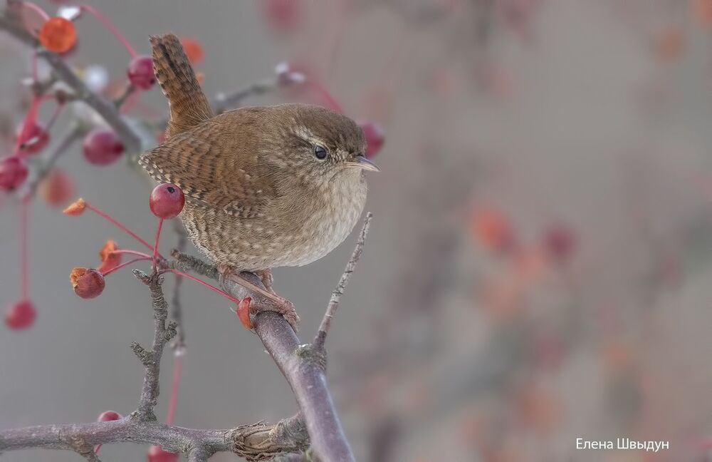 Eurasian wren