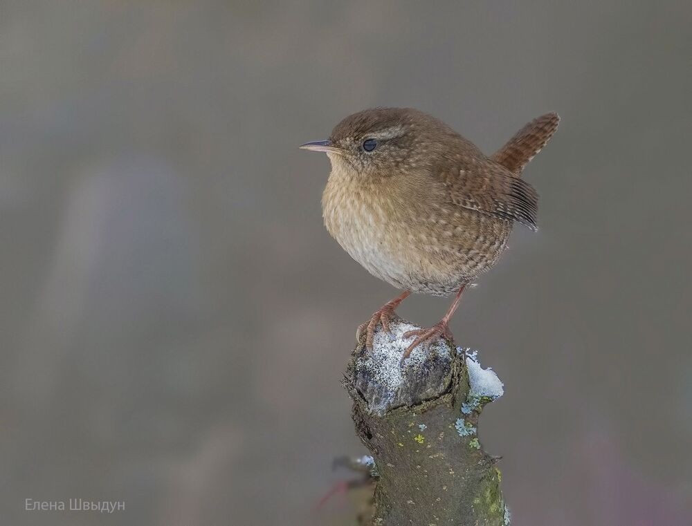 Eurasian wren