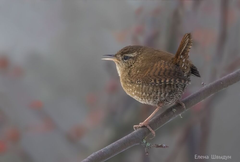 Eurasian wren