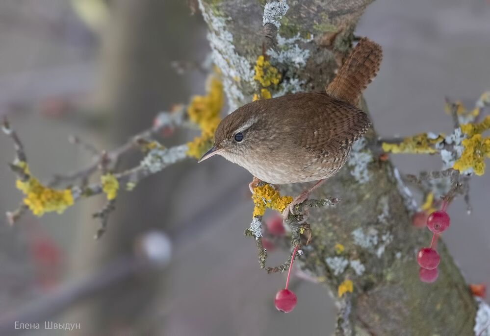 Eurasian wren