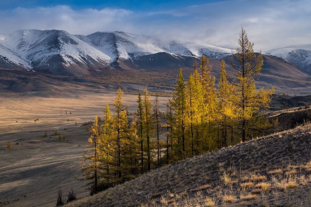 Курайская степь