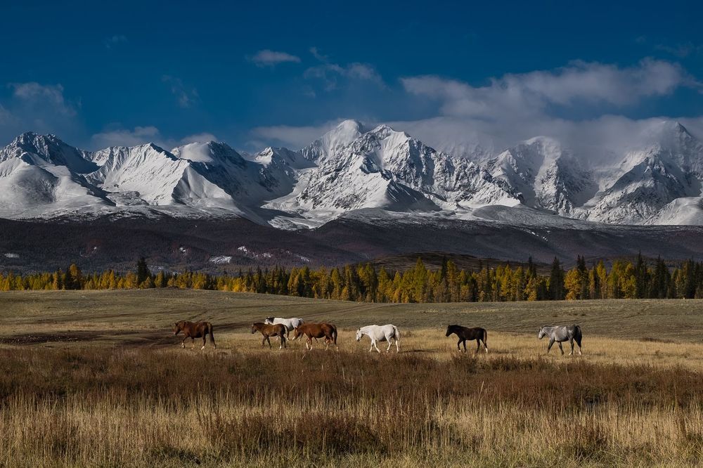 Курайская степь
