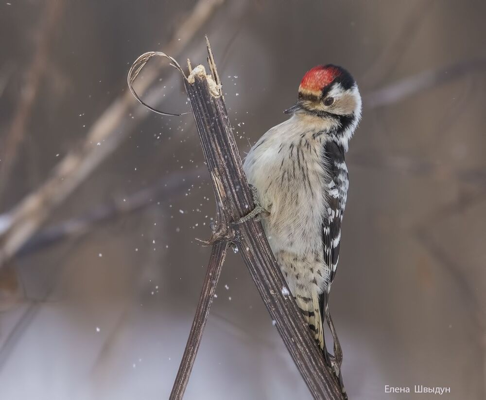 Lesser spotted woodpecker