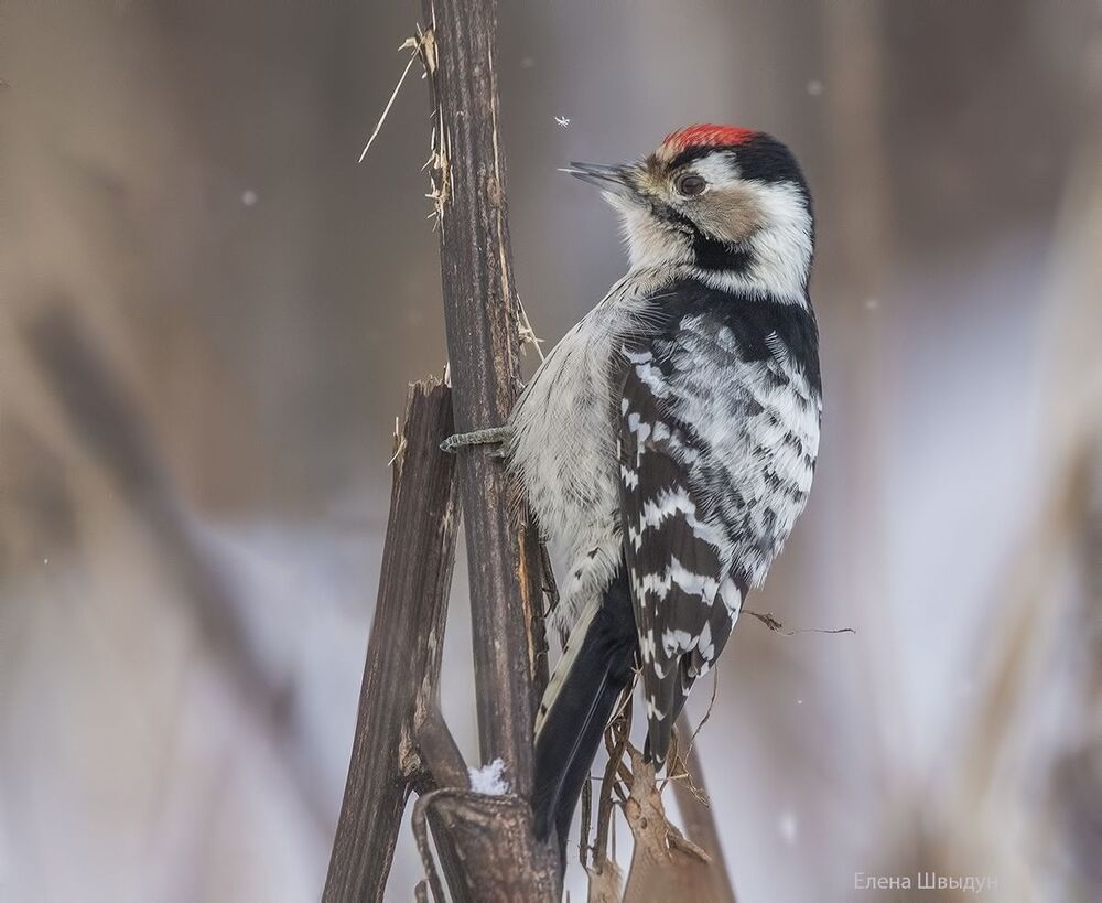 Lesser spotted woodpecker