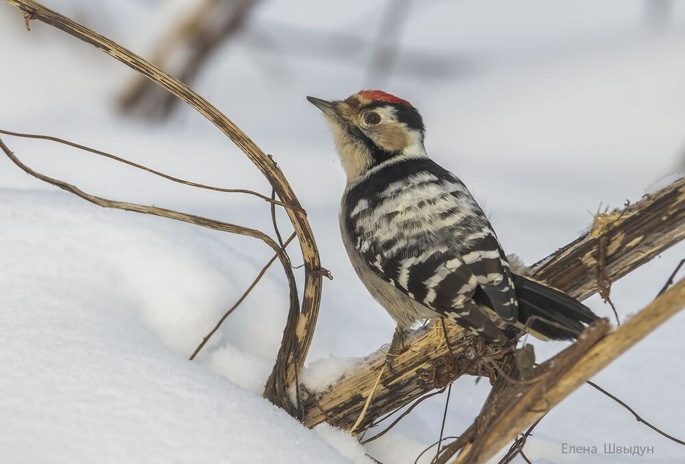 Lesser spotted woodpecker