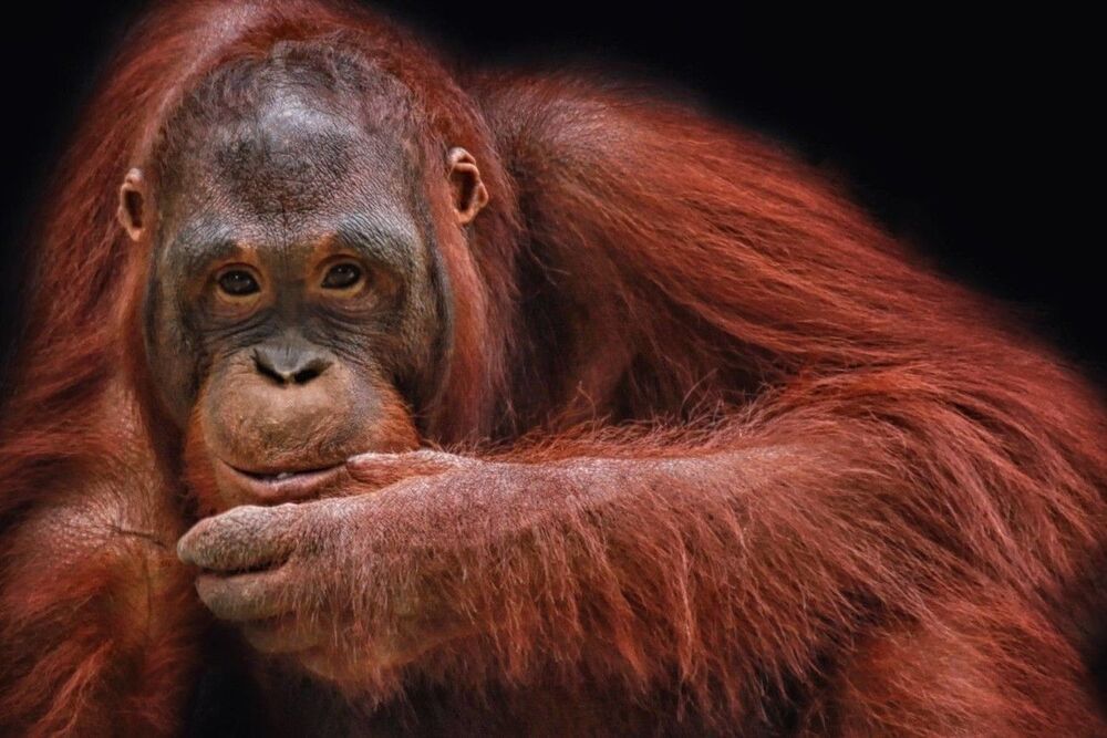Animal Photo