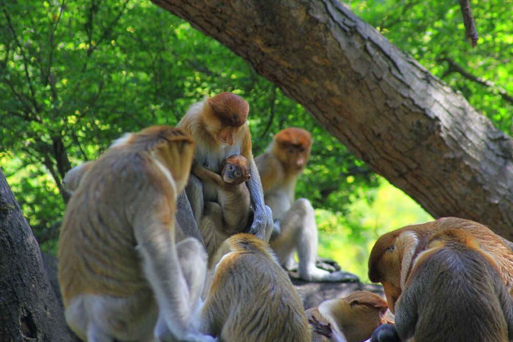 Animal Photo