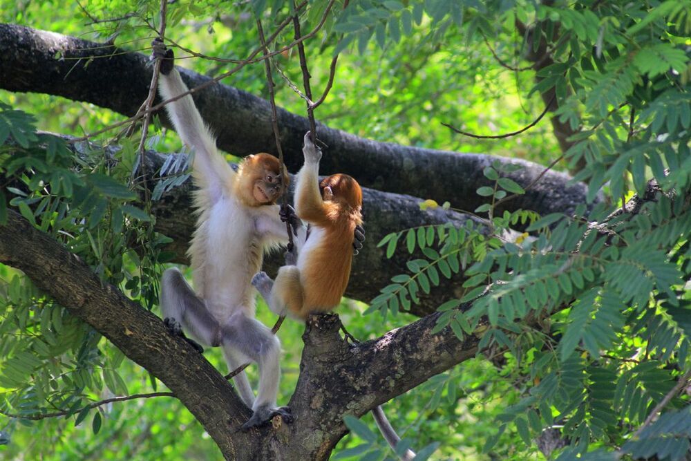 Animal Photo
