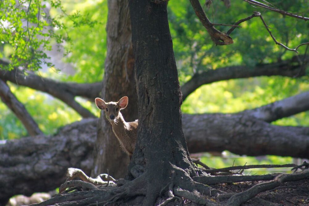 Animal Photo
