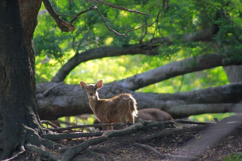 Animal Photo