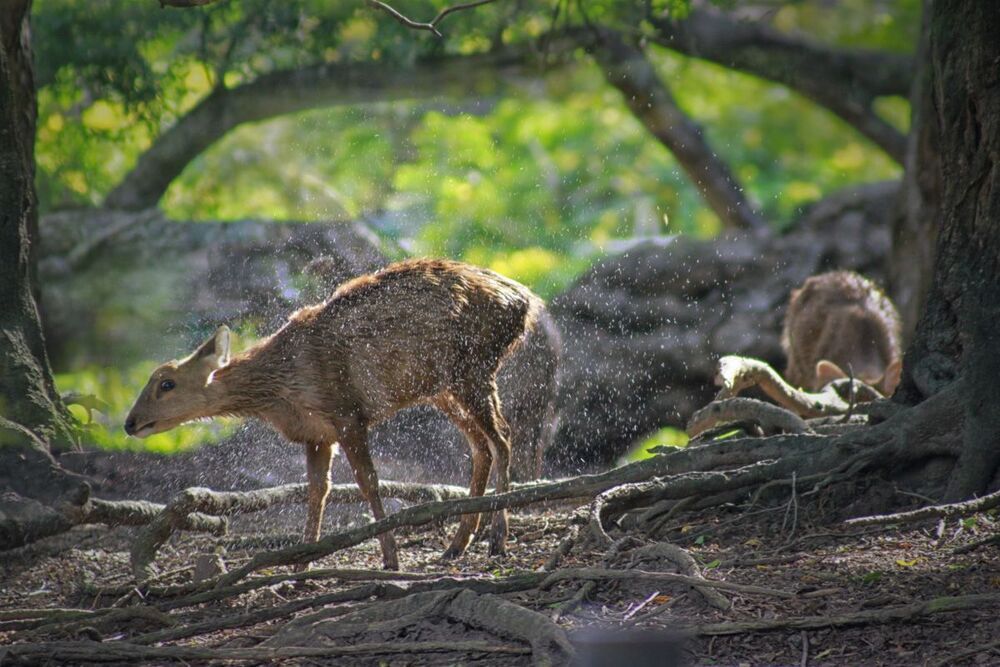 Animal Photo