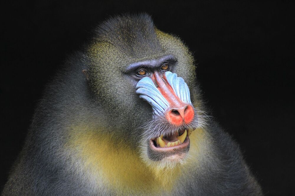 Animal Photo