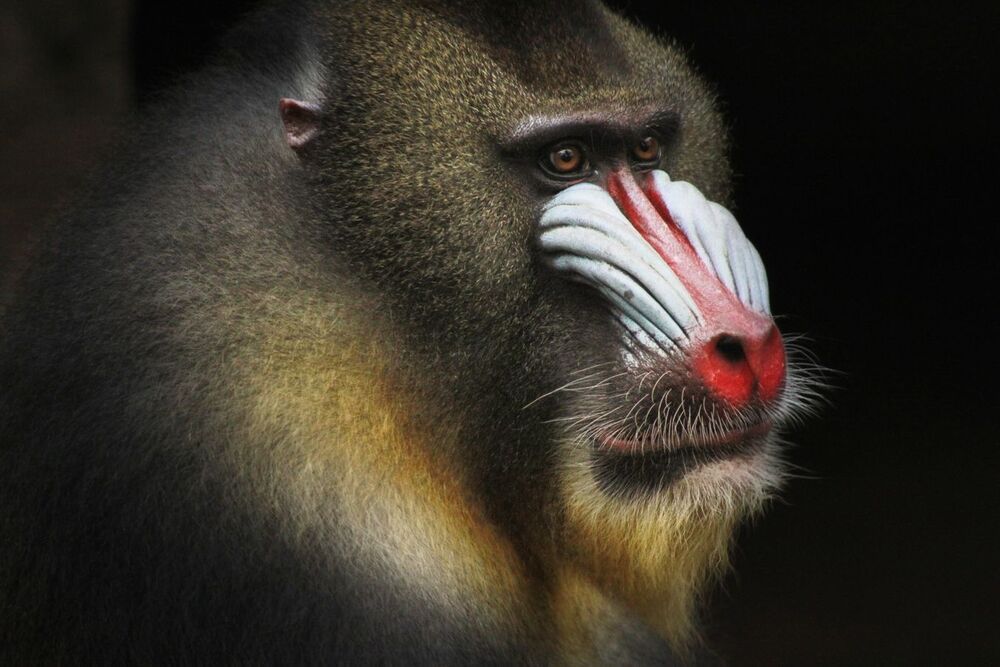 Animal Photo