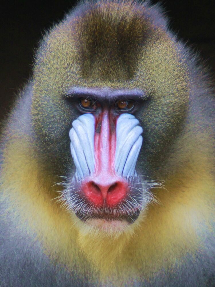 Animal Photo