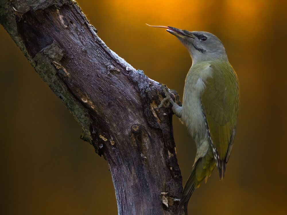 Woodpeckers