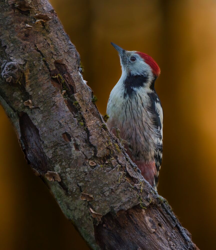 Woodpeckers