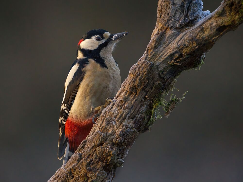 Woodpeckers
