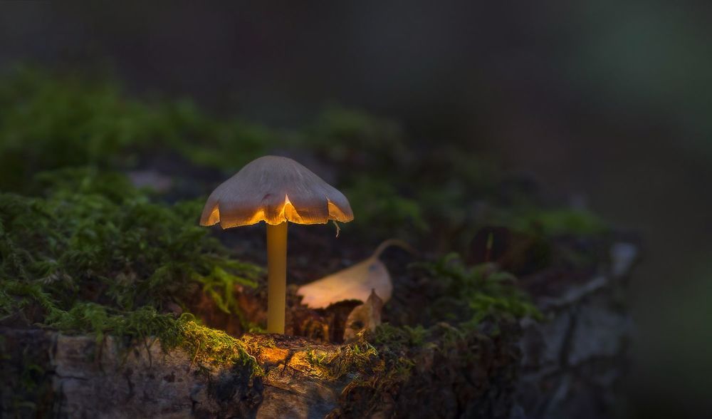 Макромир
